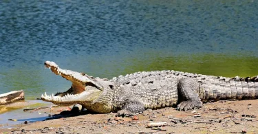 difference crocodile alligator